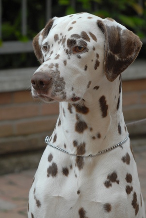 DALMATIAN DOG, FIRST FLOORの写真素材