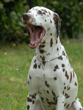 DALMATIAN DOG WHILE yawnsの写真素材