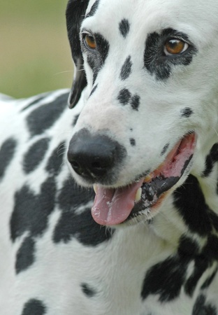 DALMATIAN DOG, SPECIAL FACIALの写真素材