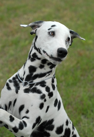 DALMATIAN DOGの写真素材