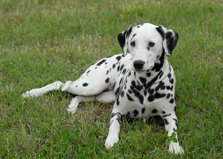 DALMATIAN DOG, LYING ONの写真素材