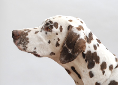 DALMATIAN DOG, FEATURED ON WHITE BACKGROUNDの写真素材
