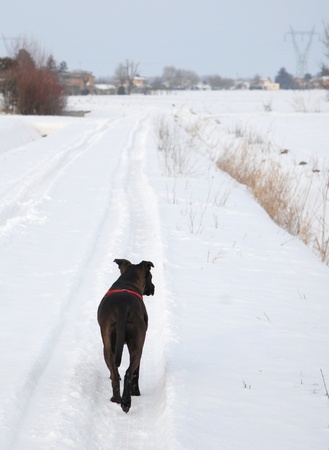 PITBULL DOG, WALK IN THE SNOWの写真素材