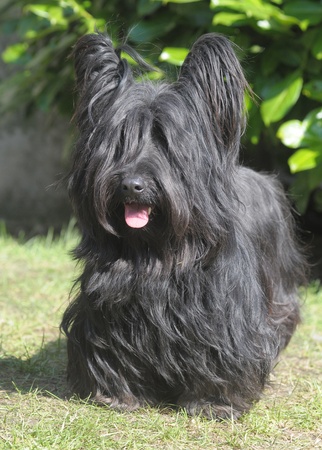 SKYE TERRIER DOG IN THE GARDENの写真素材