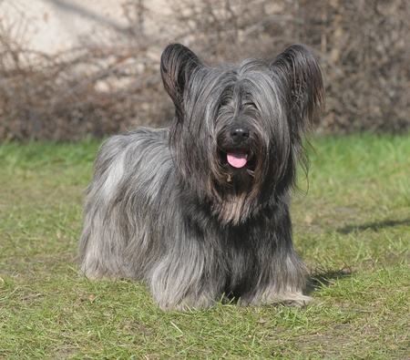 SKYE TERRIER DOG ON THE LAWNの写真素材