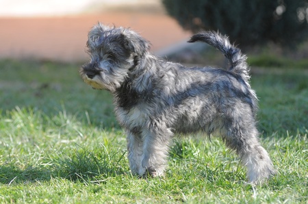 SCHNAUZER DOG NANO, PEPPER AND SALT, ALLの写真素材