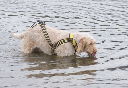 DOG, SPINONE ITALIAN IN WATERの写真素材