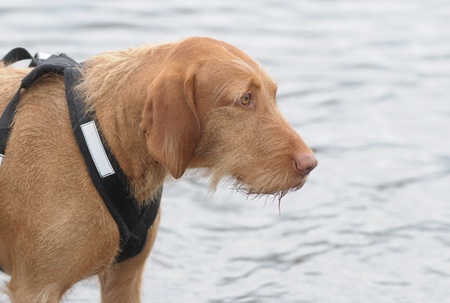 VIZLA DOG IN WATERの写真素材