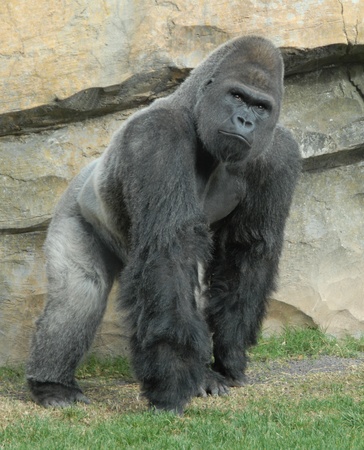 male of gorilla al bioparc di valencia, spainの写真素材