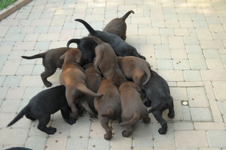 labrador dog eatsの写真素材