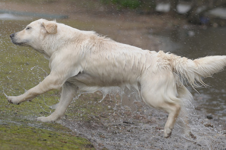 golden retriever jumping in the waterの写真素材