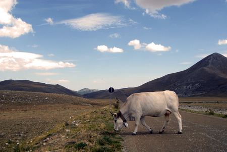 herd of cows on the campo imperatore in the abruzzoの写真素材
