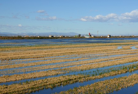 albufera like,valencia,spainの写真素材