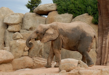 African elephant,Bioparc,Valencia,Spainの写真素材