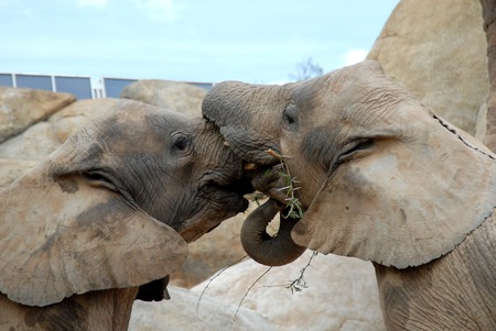 African elephant,Bioparc,Valencia,Spainの写真素材