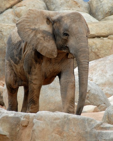 African elephant,Bioparc,Valencia,Spainの写真素材
