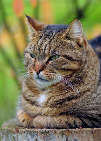 Home cat in the gardenの写真素材