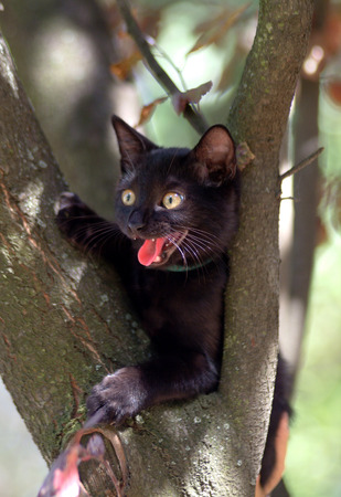 Home cat in the gardenの写真素材