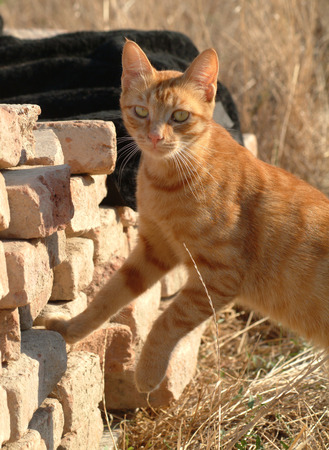 Home cat in the gardenの写真素材