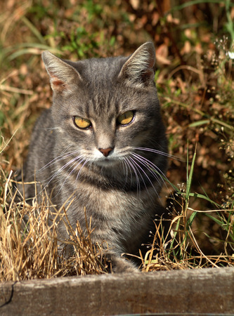 Home cat in the gardenの写真素材