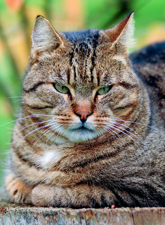 Home cat in the gardenの写真素材