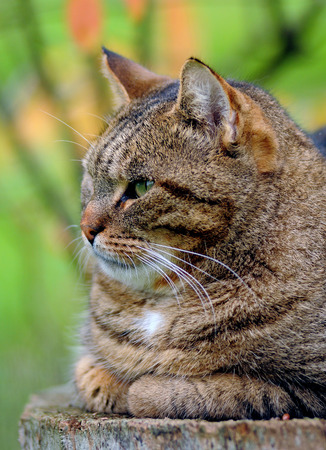 Home cat in the gardenの写真素材