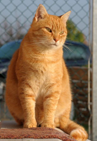 red cat sitting outdoorsの写真素材