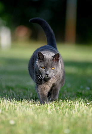 cat strolling in the gardenの写真素材