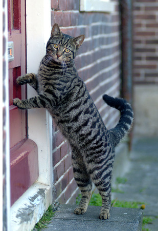 house catの写真素材