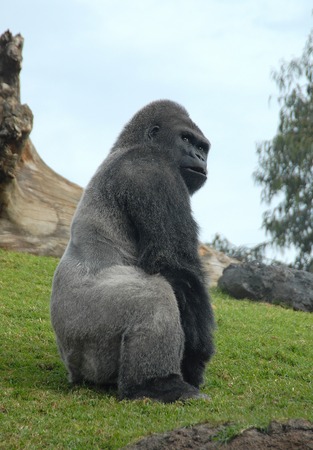 male of gorilla in bioparc di valencia, spainの写真素材