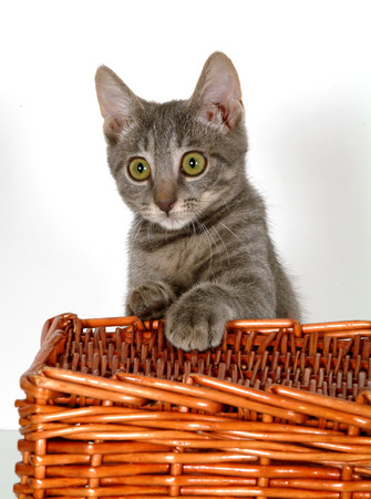 tabby catの写真素材