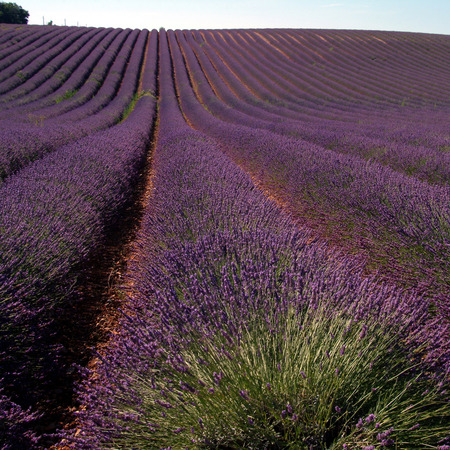 lavender field in Provence, Franceの写真素材