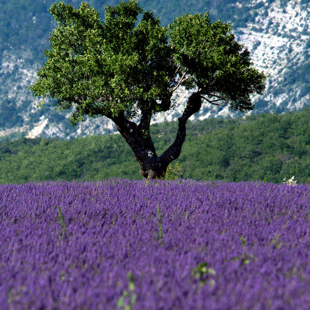 lavender field in Provence, Franceの写真素材