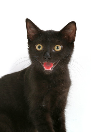 black catの写真素材