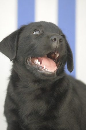 labrador puppieの写真素材