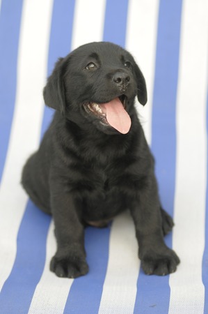 labrador puppieの写真素材