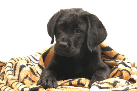 labrador  puppieの写真素材