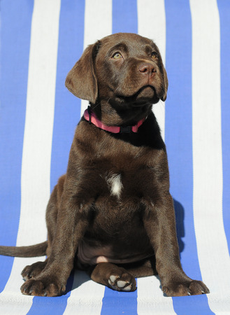 labrador puppieの写真素材