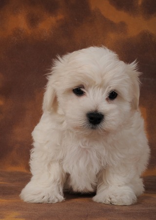 maltese puppieの写真素材