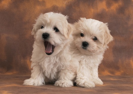 maltese puppiesの写真素材