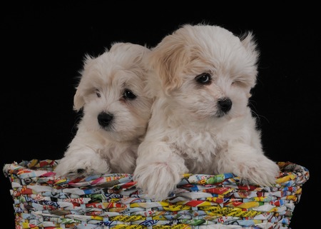 maltese puppiesの写真素材
