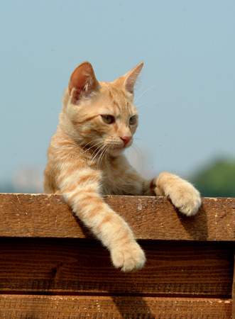 red catの写真素材