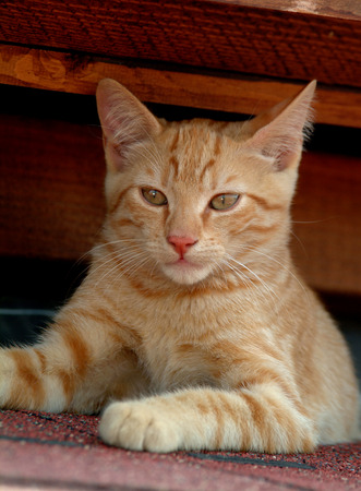 red catの写真素材