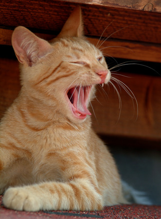 red catの写真素材