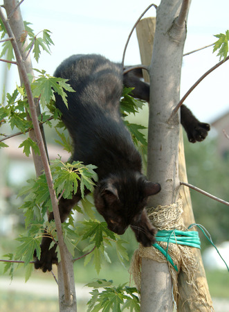 cat tightropeの写真素材