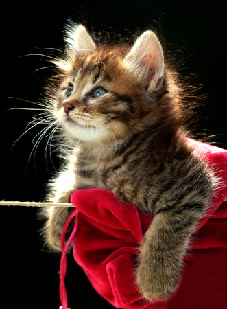 cat hangingの写真素材