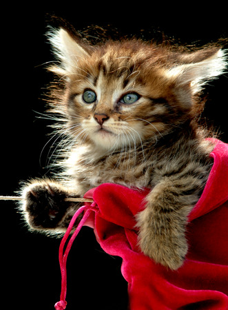 cat hangingの写真素材