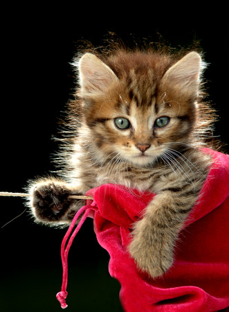 cat hangingの写真素材