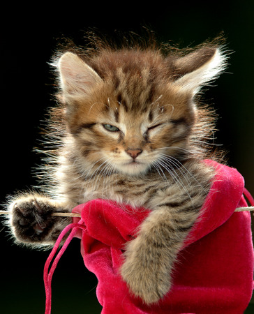 cat hangingの写真素材