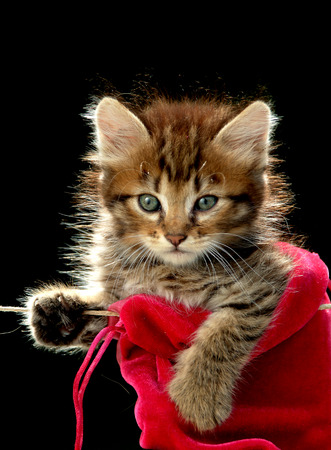 cat hangingの写真素材